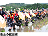 壬生の花田植