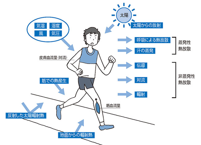 運動時の環境ストレスと熱拡散経路