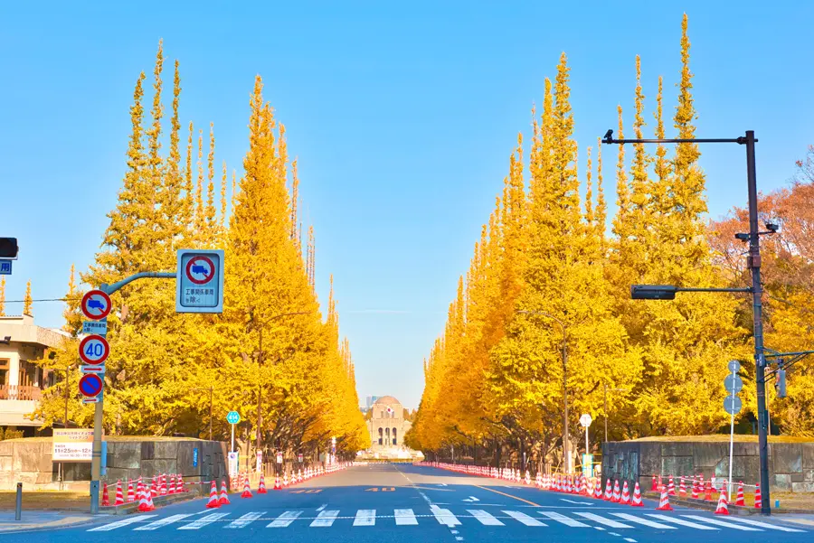 明治神宮外苑のイチョウ並木（写真：Adobe Stock）